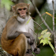 A free-roaming monkey in Florida’s Silver Springs Park. It may or may not have herpes B. (Image: AP)